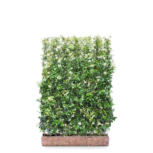 Kant &amp; Klaar haag | Toscaanse Jasmijn 120x180cm